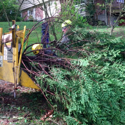 portfolio ground crew limbs chipper tree removal