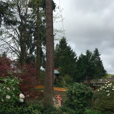 portfolio tree arborist kenmore wa lot builder new home