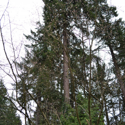 portfolio kenmore tall trees remodeling contractor