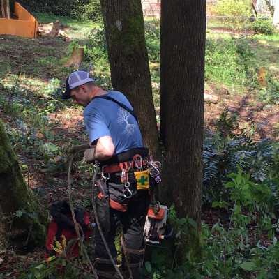 portfolio tree arborist lot clearing new home