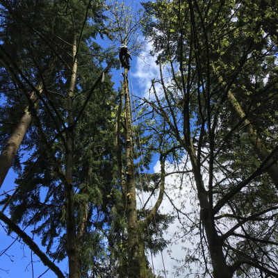 portfolio kenmore wa lot development westside tree care