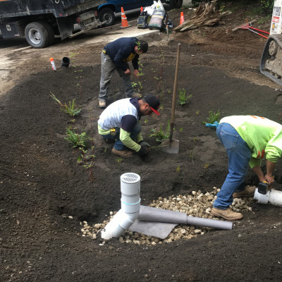 Rain Garden plants landscape dirt kenmore local service portfolio